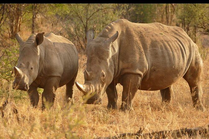 Half Day Rhino and Lion Park Closed Vehicle Game Drive - What the Reviews Reveal: Authentic Insights