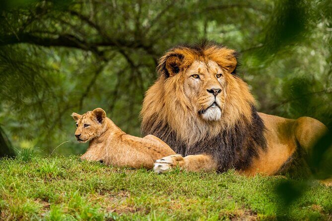 Half Day Safari at Nairobi National Park - The Itinerary in Detail
