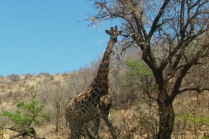 Half day safari from johannesburg - What’s Included and What’s Not