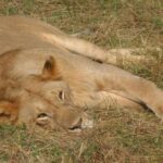 Half Day :safari Game Drive At Nairobi Park/elephant Sanctuary/giraffe Centre - Visiting the Giraffe Centre