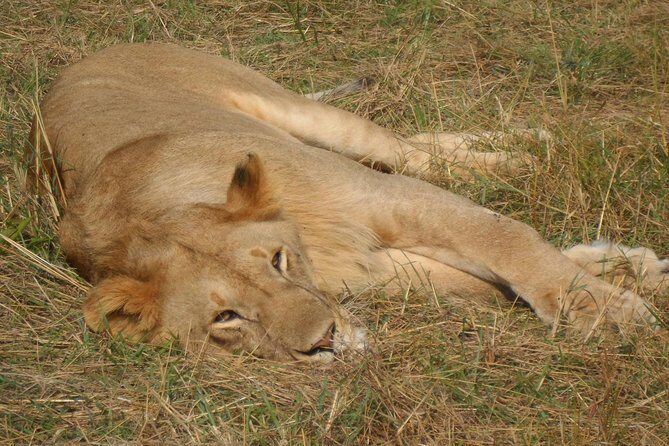 Half Day :safari Game Drive At Nairobi Park/elephant Sanctuary/giraffe Centre - Visiting the Giraffe Centre