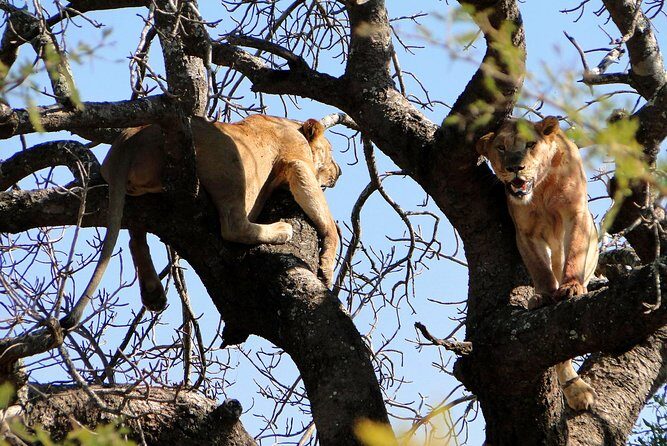Half Day Safari Tour from Durban - FAQ