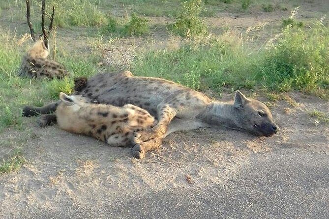 Half Day Safari Tour from Johannesburg - Final Thoughts