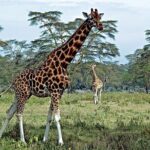 Half Day Sunrise Game - Drive of National Park Tour From Nairobi - An In-Depth Look at the Experience