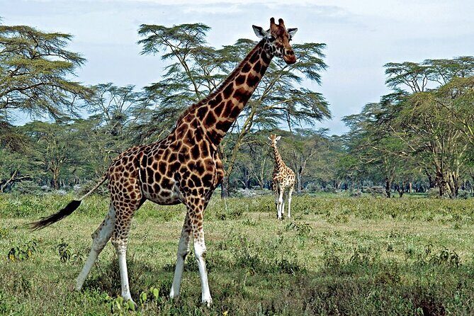 Half Day Sunrise Game - Drive of National Park Tour From Nairobi - An In-Depth Look at the Experience