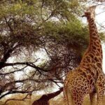 Half Day Tour :Bandia Animals Reserve - Practical Details & What You Get