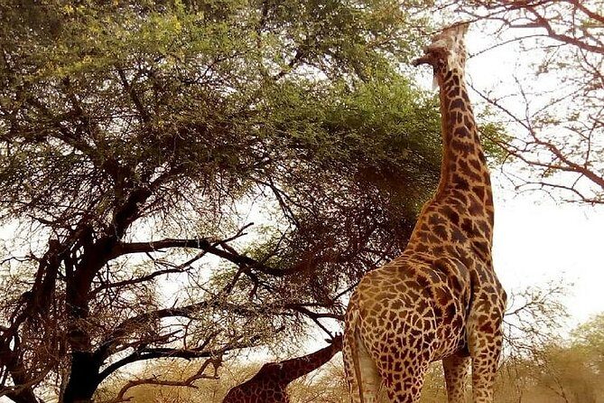 Half Day Tour :Bandia Animals Reserve - Practical Details & What You Get
