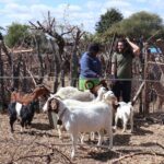 Half Day Tour from Gaborone (Manyana Village Visit) - Authenticity, Guides, and Reviews