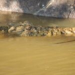 Half Day Tour in iSimangaliso Wetland Park - Who Will Love This Tour?