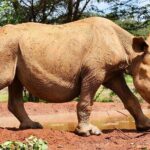 Half day tour to Elephant orphanage & Giraffe Centre Nairobi - How the Tour Runs: Logistics and Practicalities
