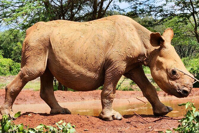 Half day tour to Elephant orphanage & Giraffe Centre Nairobi - How the Tour Runs: Logistics and Practicalities