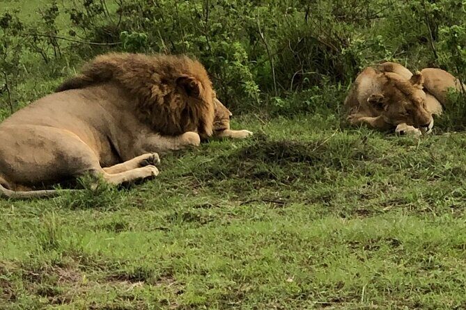 Half Day Tour To Nairobi National Park and Giraffe Center - What’s Included and What’s Not