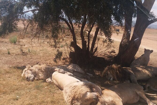 Half-Day Tour to Rhino And Lion Reserve in Krugersdorp - The Authenticity and Experience