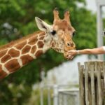 half Day TOURS/NAIROBI NATIONAL PARK/ELEPHANT & GIRAFFE CENTRE - Why This Tour Is Ideal for You
