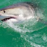 Half-Day White Shark Cage Diving from Gansbaai - Authentic Encounters and Guides