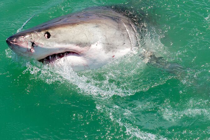 Half-Day White Shark Cage Diving from Gansbaai - Authentic Encounters and Guides