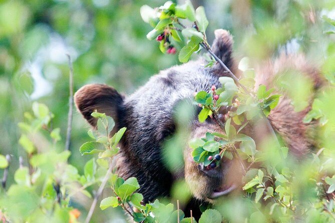 Half-Day Wildlife Safari Tour in Grand Teton National Park - Why Travelers Love This Tour