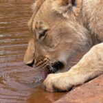 Half day wildlife tour to Nairobi National Park Game Drive with Pickup/Drop off - Practical Tips for the Perfect Safari