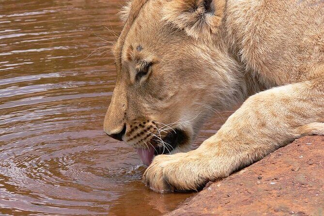 Half day wildlife tour to Nairobi National Park Game Drive with Pickup/Drop off - Practical Tips for the Perfect Safari