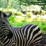 Haller Park Half-Day Tour from Mombasa - Why This Tour Offers Great Value