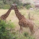Haller Park Tour observing hippos, giraffes, birds, monkeys, crocs & others - Who Should Consider This Tour?
