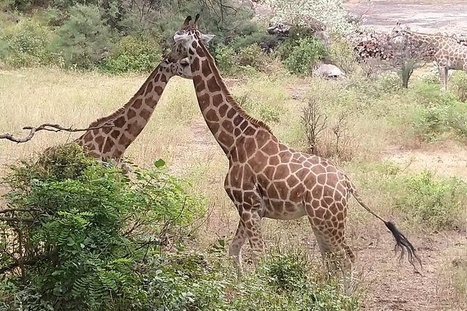 Haller Park Tour observing hippos, giraffes, birds, monkeys, crocs & others - Who Should Consider This Tour?