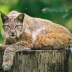 Hamburg: Altes Land Private Nature and Agriculture Tour - Who Will Appreciate This Tour?
