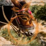 Heraklion areas :Half-Day Lasithi Plateau-Mythology Park - Practical Details and Tips