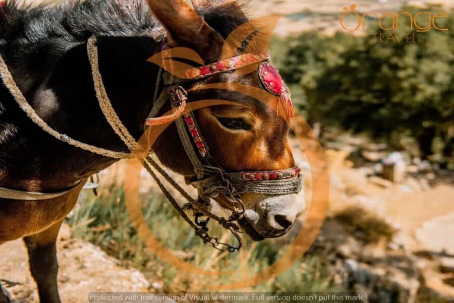 Heraklion areas :Half-Day Lasithi Plateau-Mythology Park - Practical Details and Tips