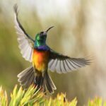 Hermanus & Overberg Birding - FAQs