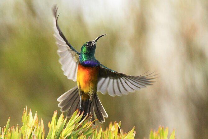 Hermanus & Overberg Birding - FAQs