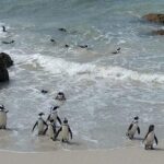 Hermanus Whale Watching and Stony Point Penguins Full Day Tour - Authentic Experiences and Insights