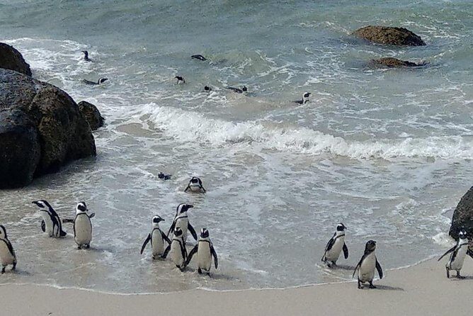 Hermanus Whale Watching and Stony Point Penguins Full Day Tour - Authentic Experiences and Insights
