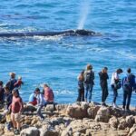 Hermanus Whale Watching and Wine Tasting Private Tour - Whats Included and Whats Not