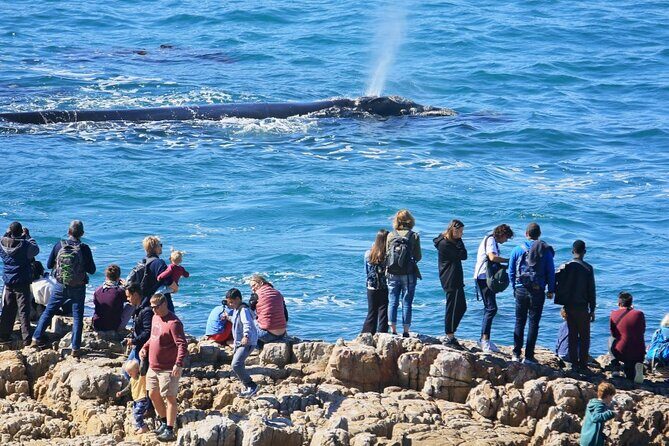 Hermanus Whale Watching and Wine Tasting Private Tour - Whats Included and Whats Not