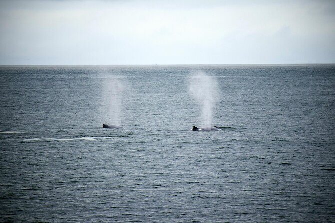 Hermanus Whale Watching and Wine Tasting - Hermanus Waterfront: A Coastal Hub