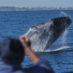Hermanus Whale Watching & Penguins Shared Tour from Cape Town - What’s Included and What’s Not?