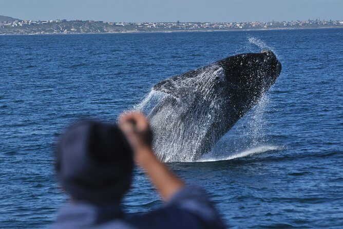 Hermanus Whale Watching & Penguins Shared Tour from Cape Town - What’s Included and What’s Not?