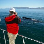Hermanus Whale Watching Shared Boat Trip and Private Wine Tour from Cape Town - Why This Tour Offers Great Value