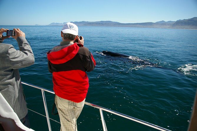 Hermanus Whale Watching Shared Boat Trip and Private Wine Tour from Cape Town - Why This Tour Offers Great Value
