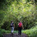Hike: Bélouve Rainforest and Trou de Fer - Who Will Love This Tour?