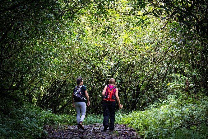 Hike: Bélouve Rainforest and Trou de Fer - Who Will Love This Tour?
