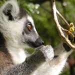 Hiking Tours Madagascar - What Makes This Tour Worth It?