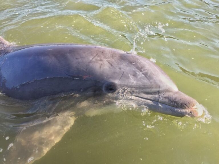 Hilton Head Island: Daytime Dolphin Watching Boat Tour - What to Expect on Your Tour