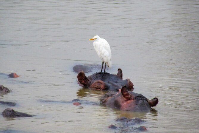 Hippo and Croc Boat Cruise in Saint Lucia with collection - The Sum Up