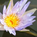 Historical Private Guided Tour, City-SugarWorld-Botanical Garden - Min.2 persons - Practical Details and Value