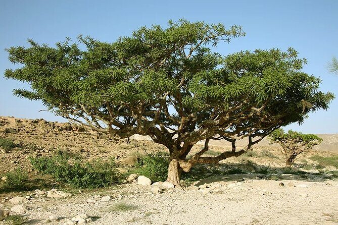 Historical Salalah City Tour - Practical Details & Value for Money