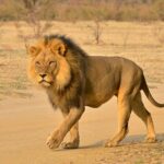 Hluhluwe and Imfolozi Safari Day Tour from Richards Bay - FAQ