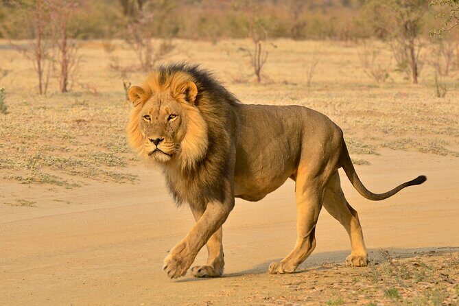 Hluhluwe and Imfolozi Safari Day Tour from Richards Bay - FAQ