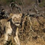 Hluhluwe Big Five Safari Richards Bay Shore Excursion - Is This Tour Right for You?